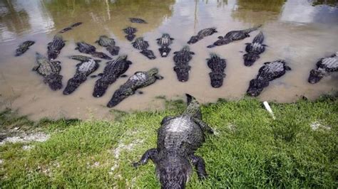 Thousands Of Nuisance Alligators Removed In Florida
