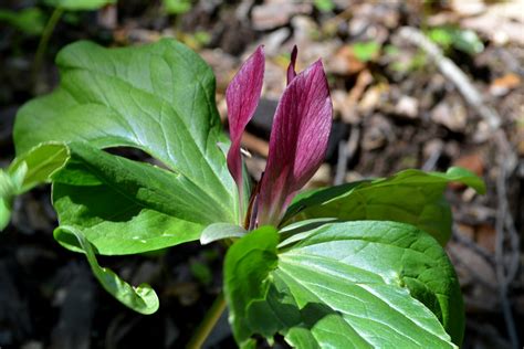 Giant Trillium Trillium Chloropetalum Calochortus Flickr