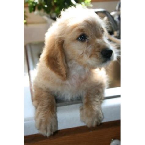Want to list your puppies for sale? This Pups For You, Goldendoodle Breeder in Ellsworth ...