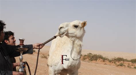 Maybe you would like to learn more about one of these? مدونة زمن الوفاء : جمل يشيش وضارب له معسل تفاحتين