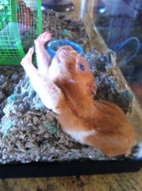 9 Best Hamster Love Images Animals Cute Hamsters Funny Hamsters