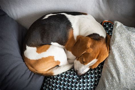 5 Dog Sleeping Positions That Reveal A Lot About Your Pup