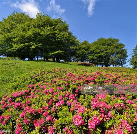 Wild Pink Rhododendrons In Full Bloom Lake Maggiore Northern Italy High