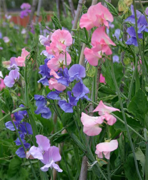 Developed in 1979 by garden superintendent peter orriss and garden supervisor norman villis, the winter garden has long provided a winter focal point for our visitors, and has continued to serve as a source. Go Gardening - Helping New Zealand Grow - Garden ...