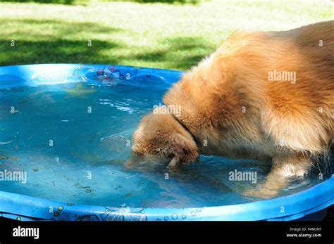 Dog Dogs Playing In Backyard Swimming Pool Stock Photo Alamy