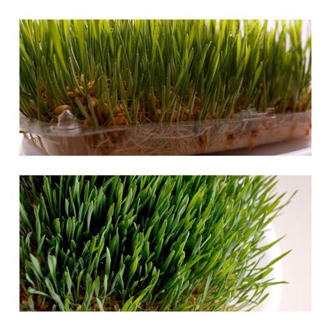 Starting cat grass in soil. Food Storage Experiment - delia creates grow your own ...