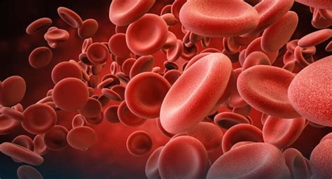 The Hemoglobin Types Found In A Normal Adult Are Quiz Accurate