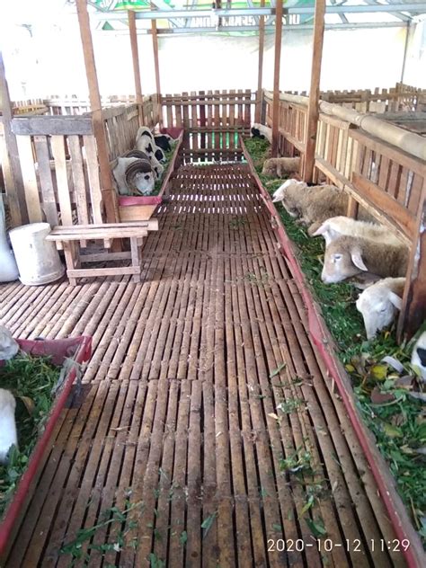 We did not find results for: Kandang Kambing Semi Umbaran - Jangan Salah Membuat ...