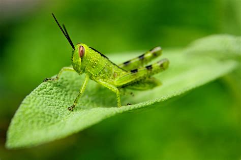 1920x1200 Wallpaper Green Grasshopper Peakpx