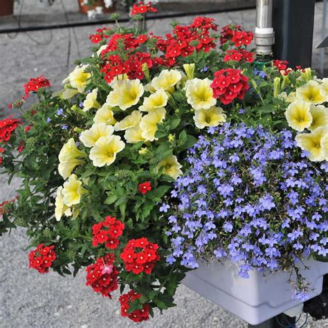 Americana Annual Plant Combination Container Flowers Container