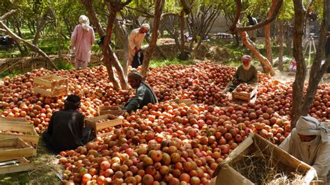 Pakistan Tripled Tariffs On Kandahar Pomegranates Tolonews