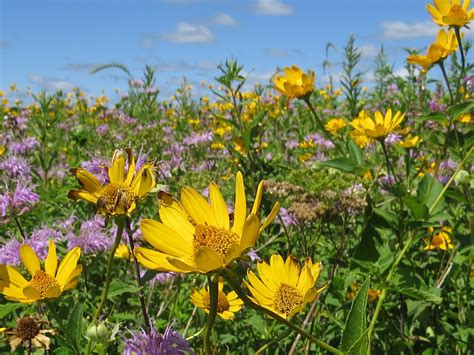 Penelopedia Nature And Garden In Southern Minnesota Prairie Flowers