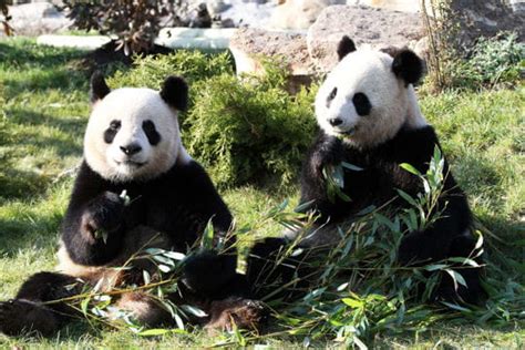 Huan Huan Et Yuan Zi Le Couple De Pandas