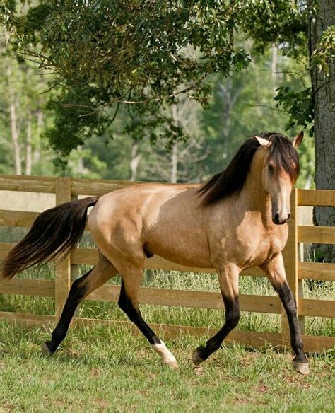 Gorgeous Buckskin Lusitano Stallion Named Dem Conquistador Horses