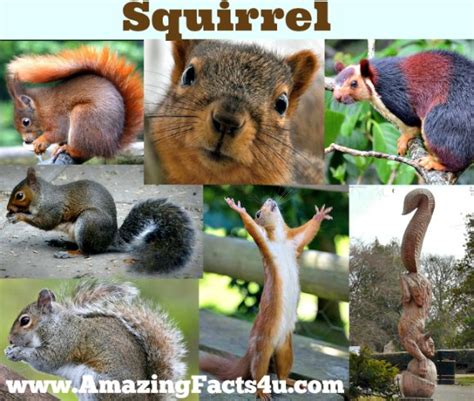 Squirrel Amazing Facts 4 U
