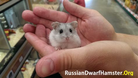 If your children are begging to get a dwarf hamster as an introduction to pet caretaking, it's best to buy your pet from a reputable breeder. My Russian Dwarf Hamster Keeps Biting Me? What To Do...
