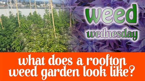 Weed Wednesday What Does A Rooftop Weed Garden Look Like Youtube