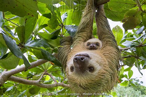 Minden Pictures Stock Photos Hoffmanns Two Toed Sloth Choloepus