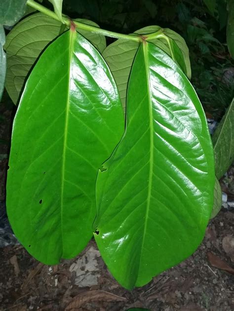 Manfaat jambu batu yang kedua adalah untuk meredakan penyakit sejuta umat seperti flu dan selain itu, kamu juga bisa mendapatkan manfaat daun jambu biji dengan cara meminum rebusan. Warisan Petani: Jambu Oh Jambu