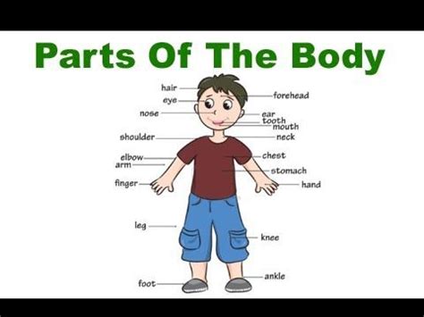 learn parts   body educational video  kids youtube learn