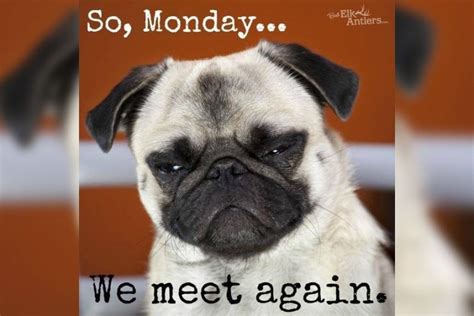 One way to look at it from the right side is to meme and i have written here meme to help you enjoy your monday. 20 Hysterical Memes Especially Created For Mondays | LifeDaily