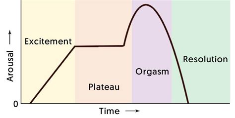 the four phases of sexual response cycle not just the orgasm
