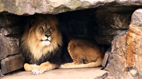 The Lion In His Den YouTube