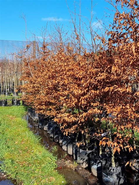 Fagus Sylvatica Purpurea Copper Beech Easy Big Trees Nz