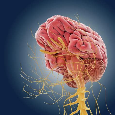 Central Nervous System Photograph By Springer Medizinscience Photo Library