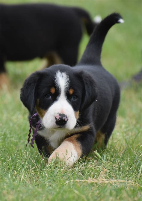 Russia, ukraine, belarus, lithuania, latvia, sweden, finland, norway, denmark, germany, holland, england, canada, usa. Greater Swiss Mountain & Entlebucher Puppies For Sale in Oklahoma | Liberty Run Pet Resort