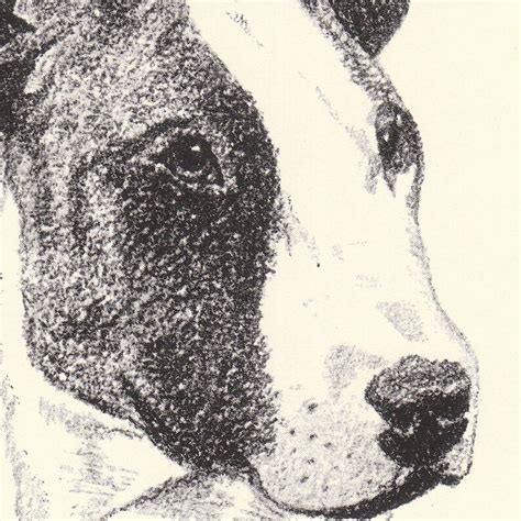 Bull Terrier Vintage Dog Print Cfrancis Wardle 1935 Drawing Etsy
