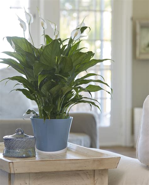 New Study Highlights Reasons To Celebrate Indoor Plant Week With Costa