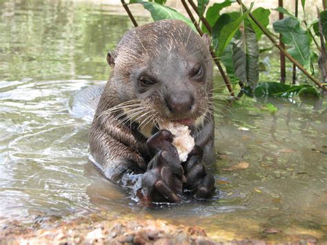 Baby Giant River Otter