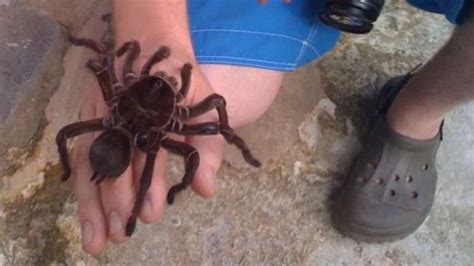 Něco pro arachnofobiky Tohle je největší pavouk na světě eXtra cz
