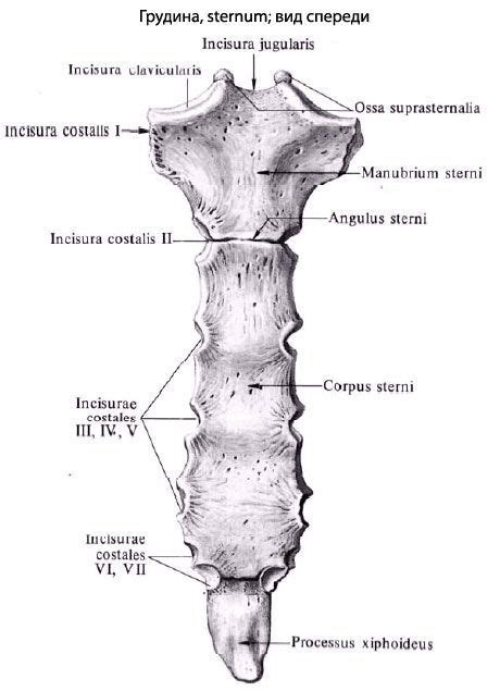 Sternum Anatomy Structure Function
