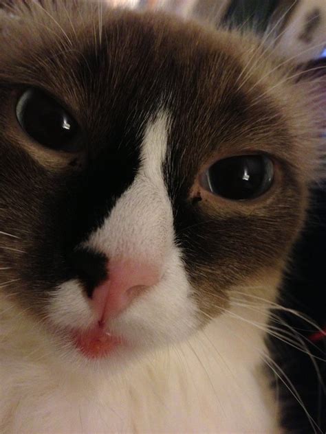 Picture Of Cat With Big Lips