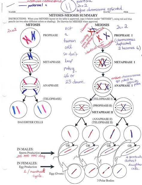 Chapter 12 Meiosis At Saint Olaf College Studyblue