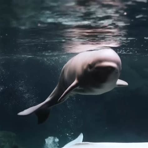 Baby Beluga Whale Born In Georgia Aquarium