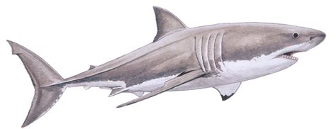 White Shark Carcharodon Carcharias — Shark Research Institute