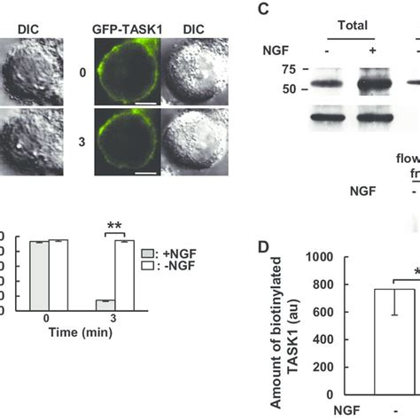 Exposure To Nerve Growth Factor Ngf Results In Internalization Of