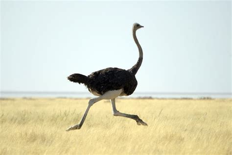 How Fast Can An Ostrich Run Discover The Science Here