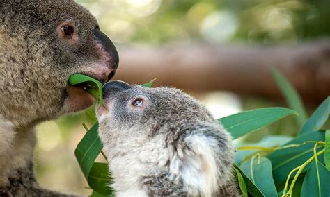 Koala Adoption Charity Donations And Appeals Wwf Australia