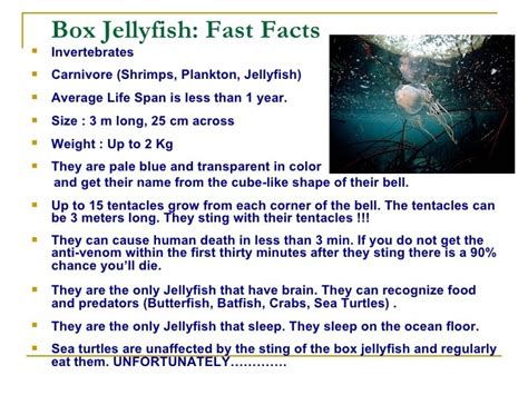Box Jelly Fish