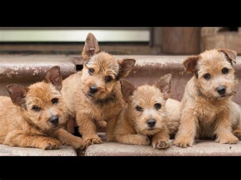 One of the smallest terriers, these dogs are generally healthy, but are relatively rare. Shakira Kennels - Norwich Terrier Puppies For Sale