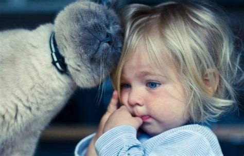 Why do cats do that? Weird cat behaviors explained ...