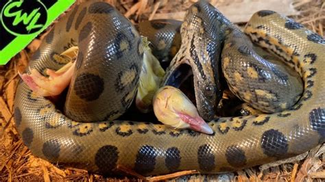 Feeding Baby Green Anacondas Youtube