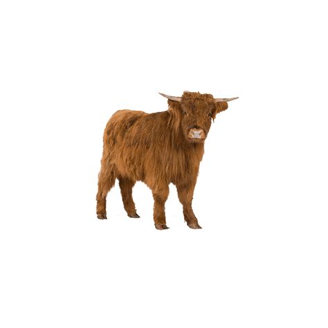 Photo Clipart Highland Cattle Png Photo Hd Photos Png Images Photo