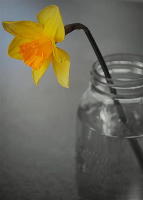 Daffodil In A Jar Photograph Daffodils Jar Design