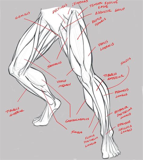 Leg Anatomy Study Terminology By Robertmarzullo On Deviantart Drawing