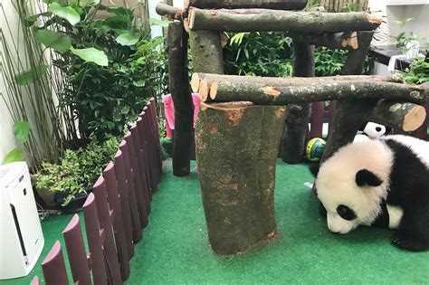 Giant pandas fu wa and feng yi arrived via a special mas kargo a330 aircraft at 8am on 21 may 2014. Zoo Negara Malaysia